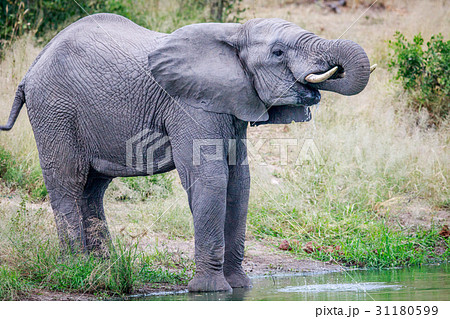 Elephant drinking at a water dam. 31180599