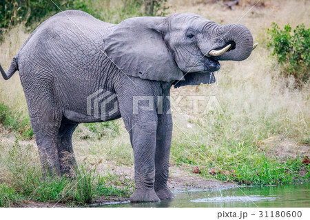 Elephant drinking at a water dam. 31180600