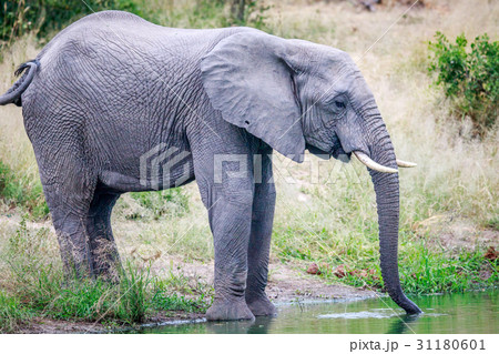 Elephant drinking at a water dam. 31180601