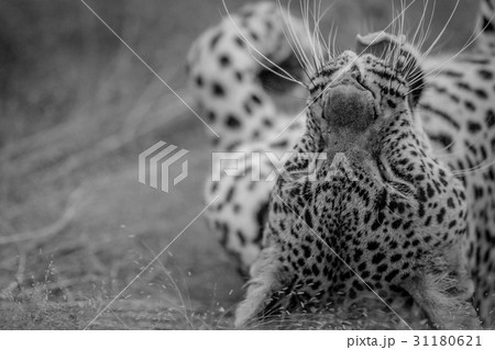 Close up of a female Leopard laying in the grass. 31180621