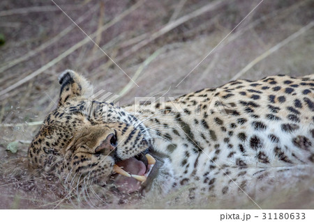 Close up of a female Leopard laying in the grass. 31180633