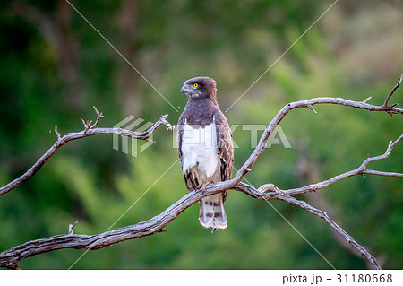 Black-chested snake eagle sitting on a branch. 31180668