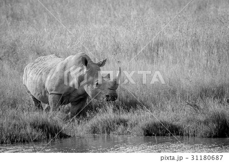 White rhino bull standing by the water. 31180687