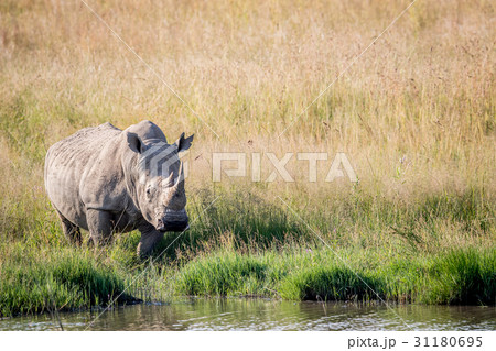 White rhino bull standing by the water. White rhino bull standing by the water. 31180695
