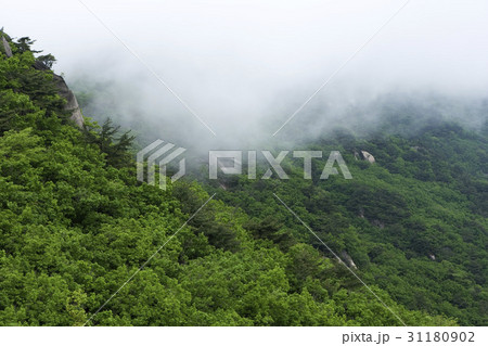 雲 木 北朝鮮産 31180902