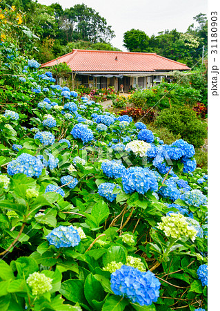 紫陽花 紫陽花 31180903