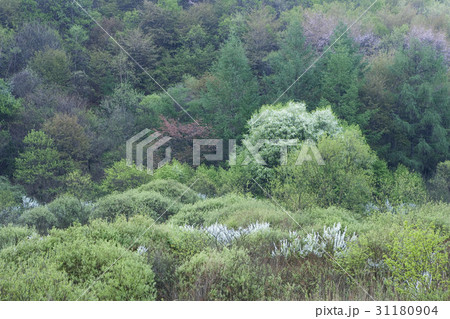 江原道 森 自然 31180904