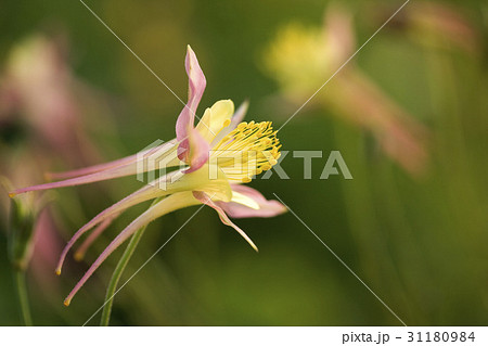 花 オダマキの花 野生の花 31180984