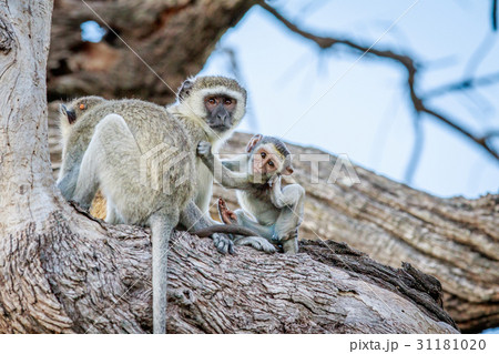 Family of Vervet monkeys sitting in a tree. 31181020