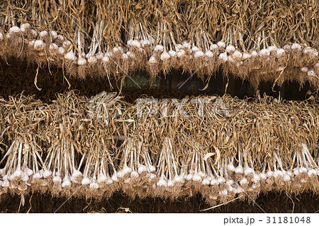 乾燥 ニンニク とっつき 31181048