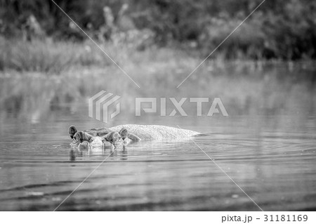 Hippo in a pool of water in black and white. 31181169