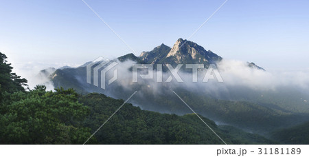 雲 北朝鮮産 通常の 31181189