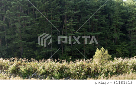 江原道 三陟 ススキ 31181212