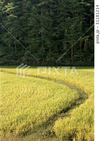 江原道 田畑 農業 31181214