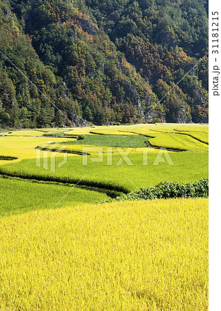 江原道 農作物 稲 31181215