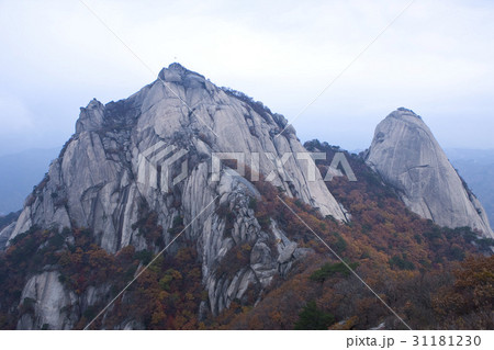 秋 紅葉 北朝鮮産 31181230