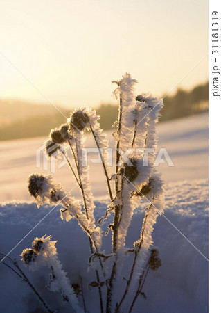 江原道 冬 自然 31181319