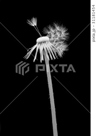 花 ヌキ 切り抜き 31181454