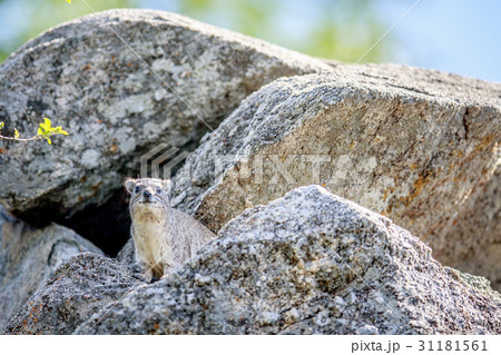 Rock hyrax basking on rocks. Rock hyrax basking on rocks. 31181561