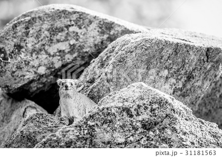 Rock hyrax basking on rocks. Rock hyrax basking on rocks. 31181563