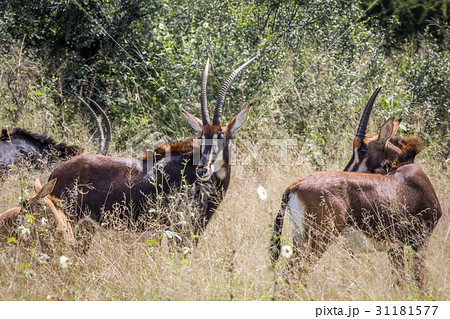 Group of Sable antelopes in Hwange. 31181577