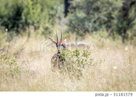 Young Sable antelope hiding behind a bush. 31181579