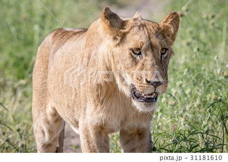 Side profile of a Lion in Chobe. Side profile of a Lion in Chobe. 31181610