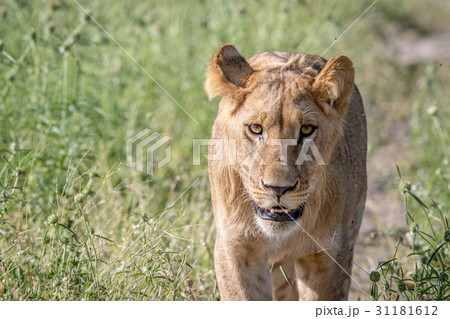 Lion walking towards the camera. 31181612