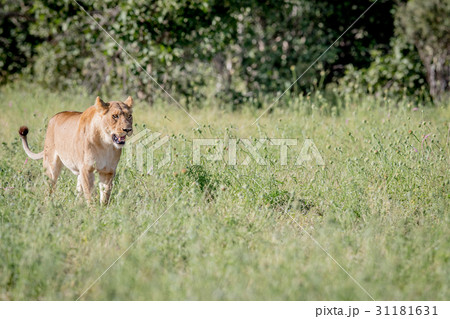 Lion walking in the high grass. 31181631