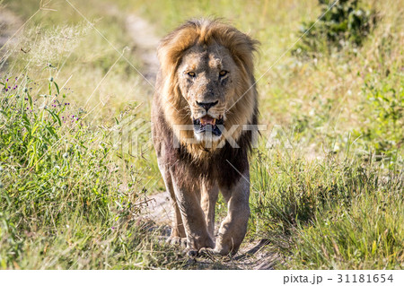 Big male Lion walking towards the camera. 31181654