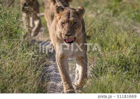 Lions walking towards the camera. 31181669