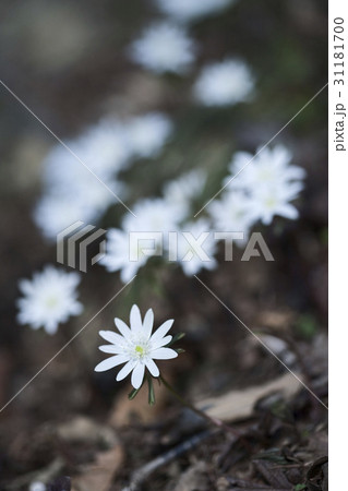 花 キジの風花 フォーカス 31181700