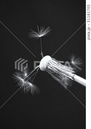 ヌキ 切り抜き タンポポ 31181705