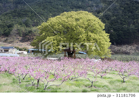 木 図画 自然 31181706