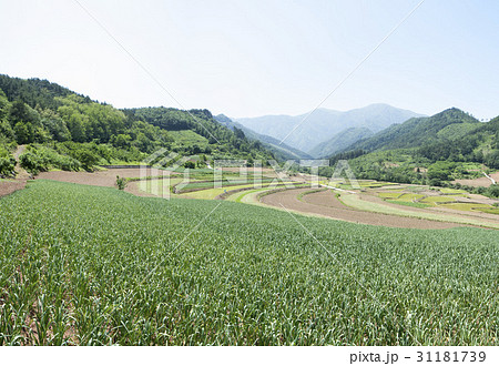 江原道 田畑 農業 31181739