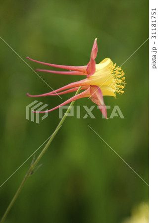花芯 オダマキの花 野生の花 31181751