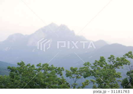 木 北朝鮮産 山 31181763