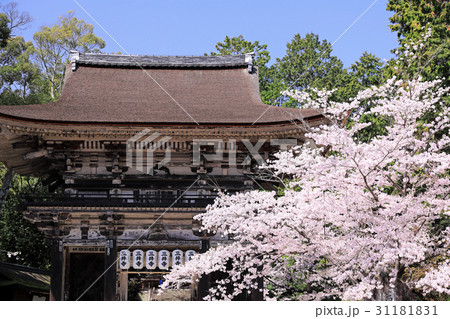三井寺の桜 31181831