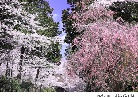 三井寺の桜07 三井寺の桜07 31181842