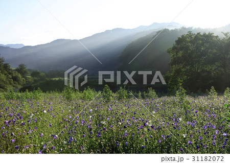 江原道 桔梗の花 山 31182072