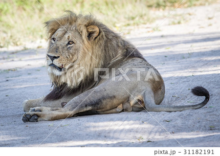 Male Lion laying in the sand. 31182191