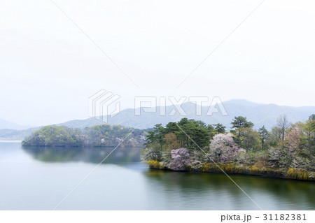 桜 自然 風景 31182381