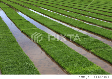 農業 某 苗代 31182401