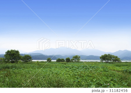 木 山 蓮の葉 31182456