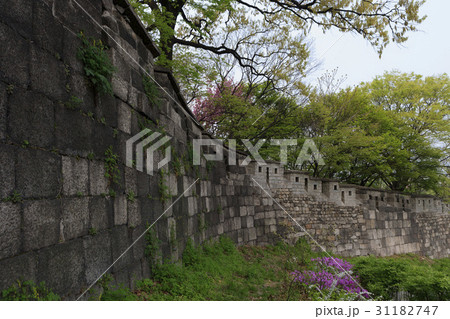 春の花 ソウル ソウル城郭 31182747