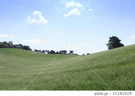 京畿道 キョンギド 高陽市 31182929