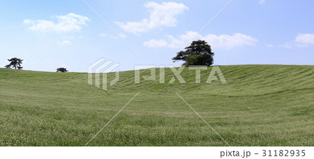 高陽市 コヤンシ 木 31182935