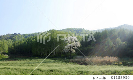 江原道 麟蹄郡 自然 31182936