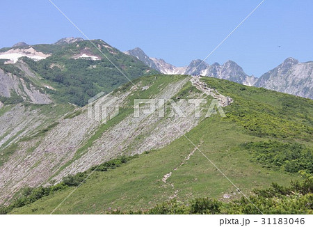 新緑の信州白馬、八方尾根自然研究路から見る雄大な北アルプス後立山連峰の不帰の剣Ⅱ峰Ⅲ峰と唐松岳の絶景 31183046