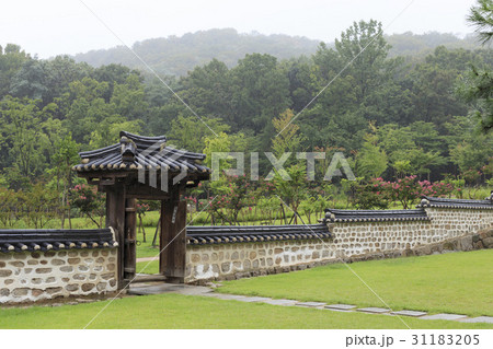 樹木 樹 ツリー 31183205